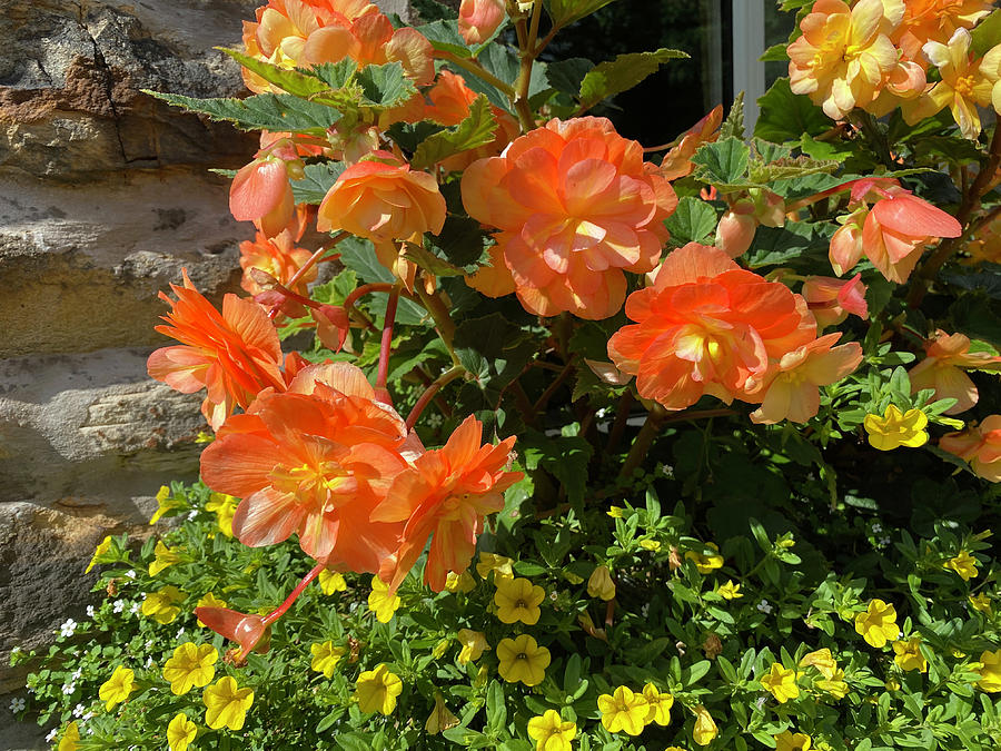 Nature Photograph - Orange and Yellow Flowers in Skipton, UK by Derek Oldfield