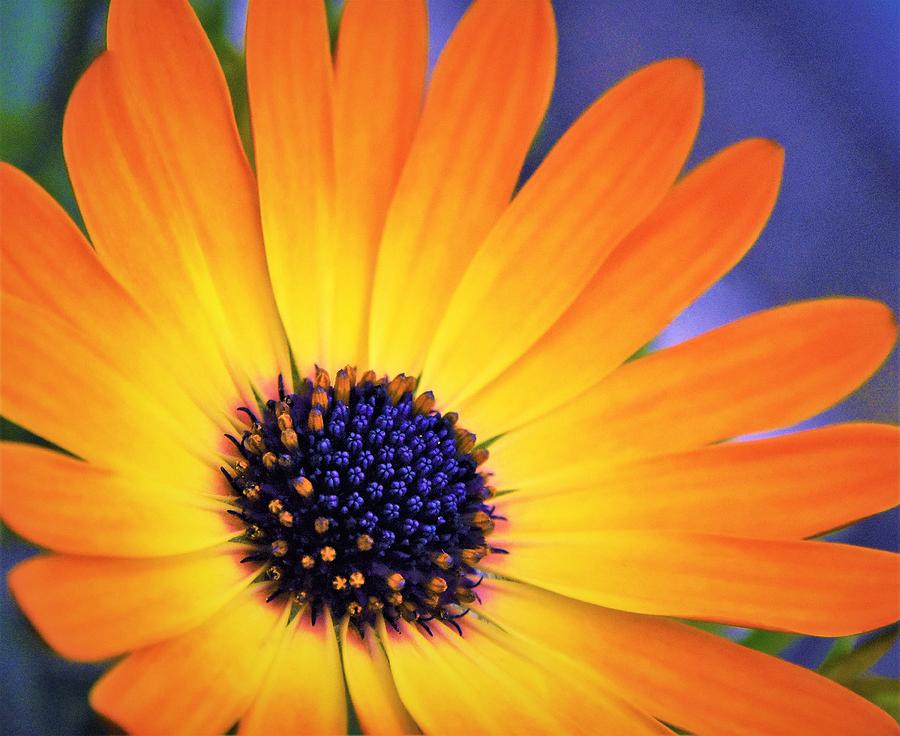 - Orange and Yellow Osteospermums Photograph by THERESA Nye