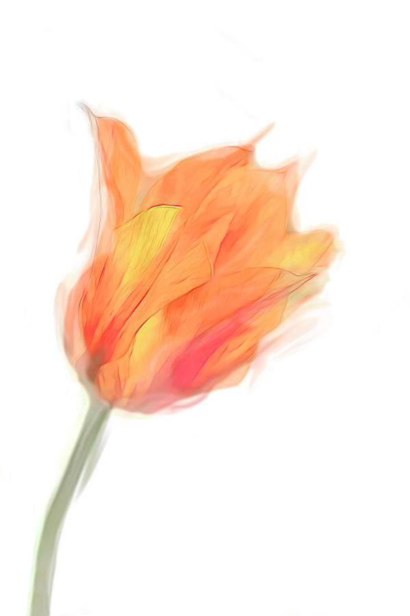 Orange and Yellow Tulip On White - flower art  Digital Art by Ann Powell