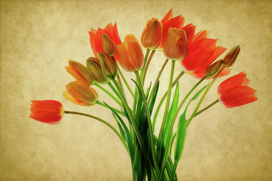 Orange And Yellow Tulips Photograph