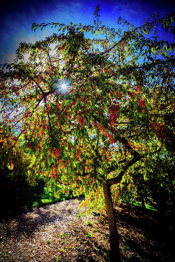 Orange Autumn Berries Photograph by David Patterson