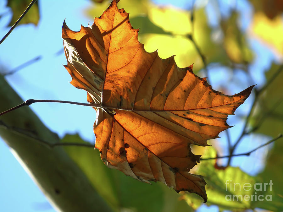 Orange Autumn Leaf Photograph by D Hackett