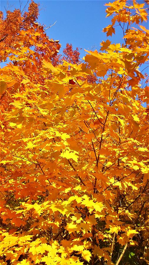 Orange Autumn Leaves Photograph by Kathrin Poersch