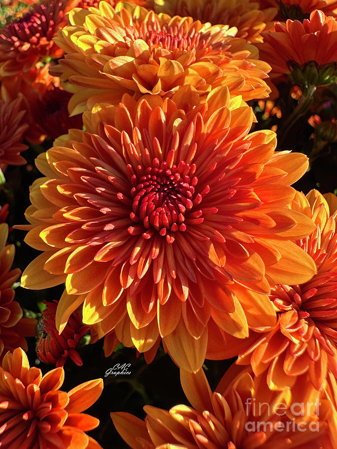 Orange Autumn Mums 3 Photograph by CAC Graphics - Fine Art America