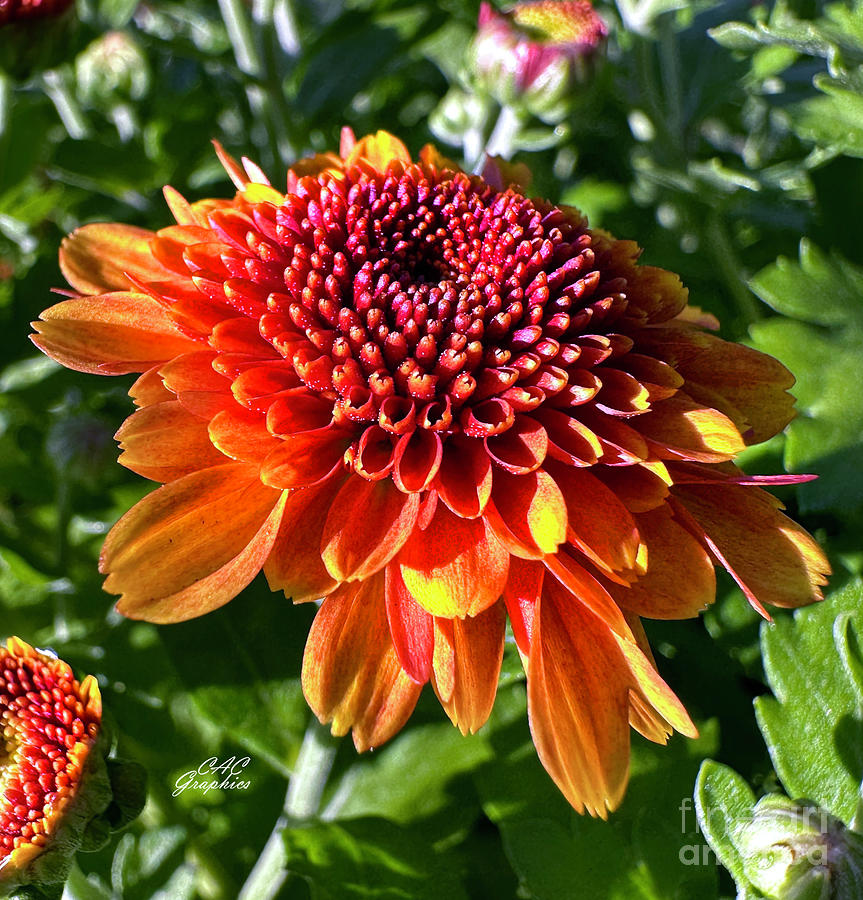 Orange Autumn Mums 5 Photograph by CAC Graphics - Fine Art America