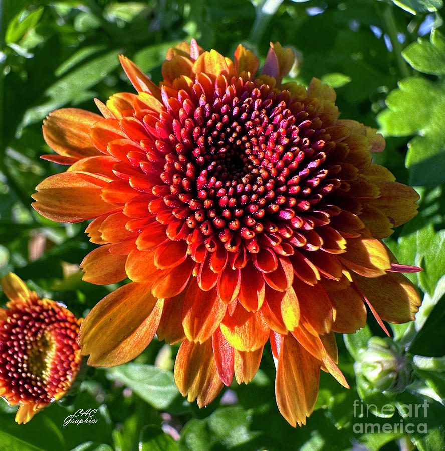 Orange Autumn Mums 7 Photograph by CAC Graphics - Fine Art America