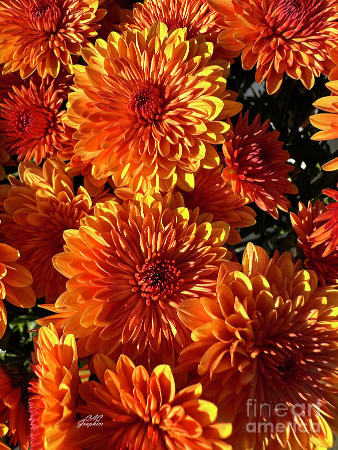 Orange Autumn Mums Photograph by CAC Graphics - Fine Art America