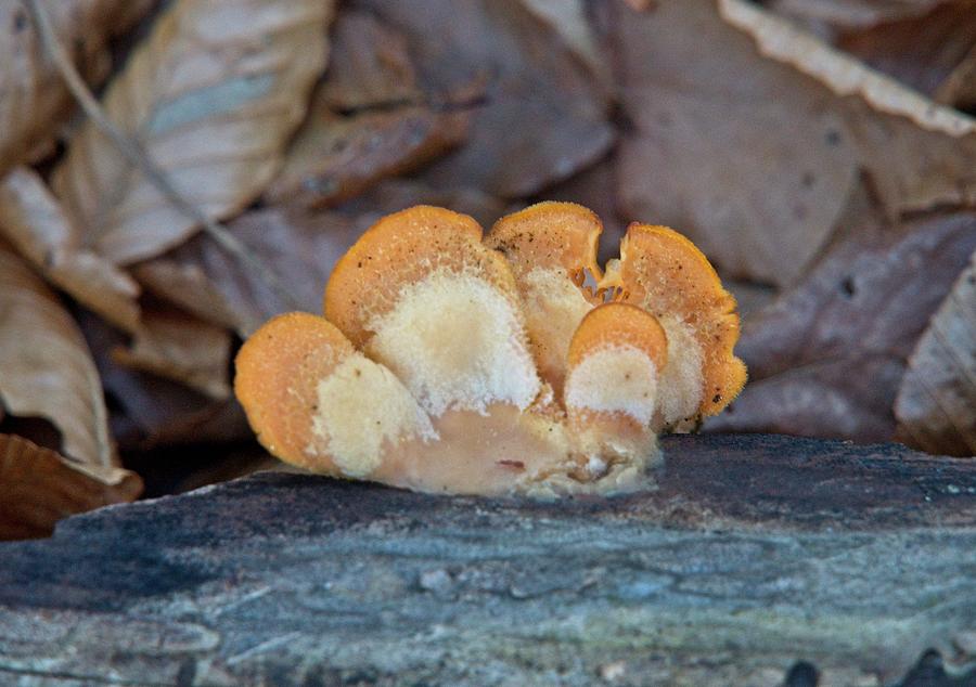 Orange Banded Bracket Fungi Photograph