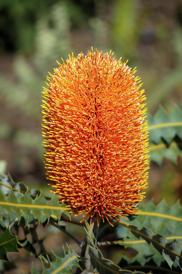 Orange Banksia flower Photograph by Deane Palmer - Fine Art America