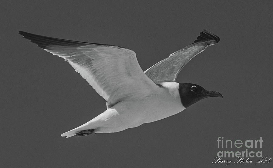 Orange beach gull BW Photograph by Barry Bohn
