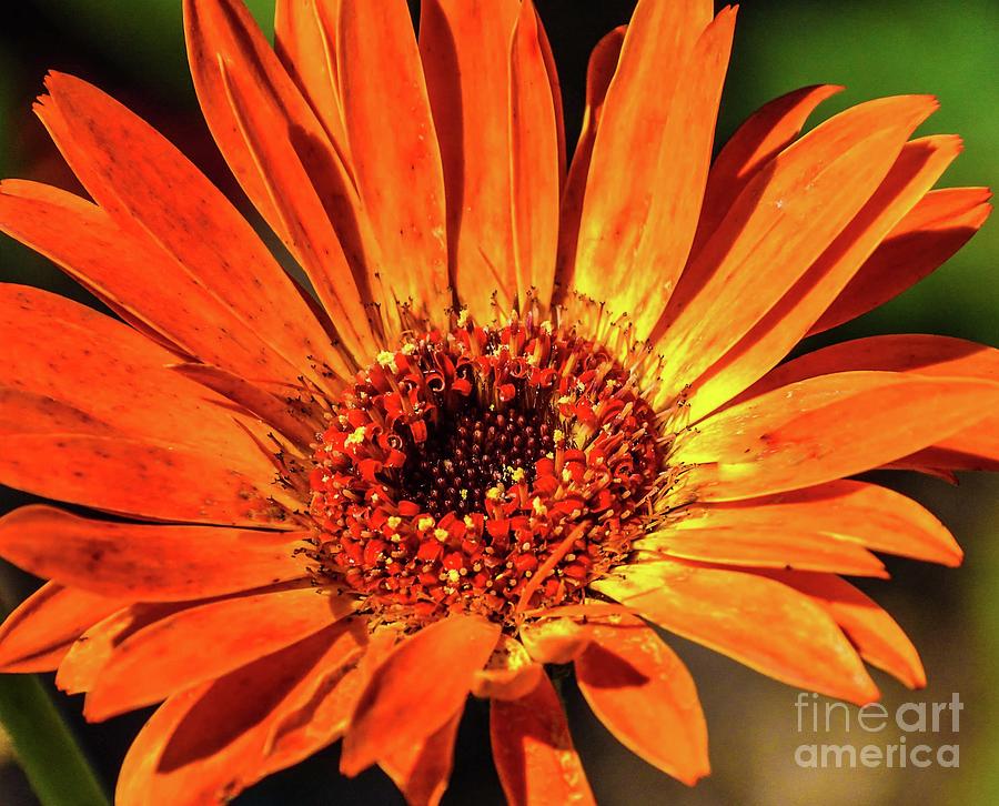 Orange Beauty Photograph by Cindy Treger