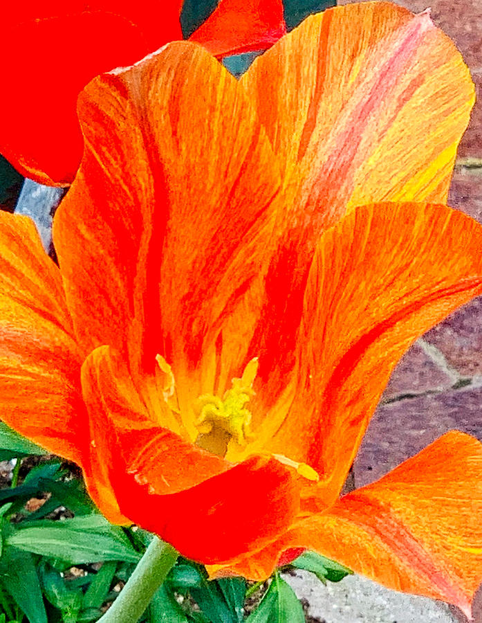 Orange Beauty Photograph by Linda James