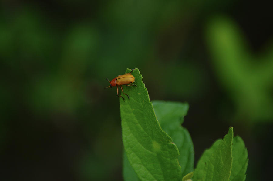 Orange Beetle On Green Leaf In The Shade Photograph