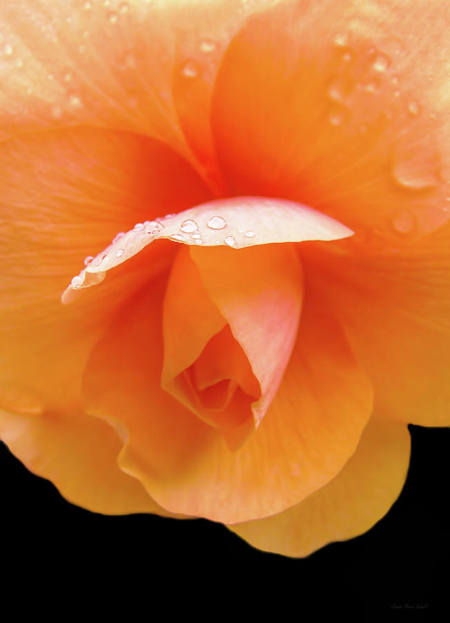 Nature Photograph - Orange Begoina Bloom Raindrops by Jennie Marie Schell