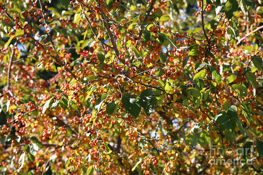 Orange Berries in Autumn Photograph by Carol Groenen