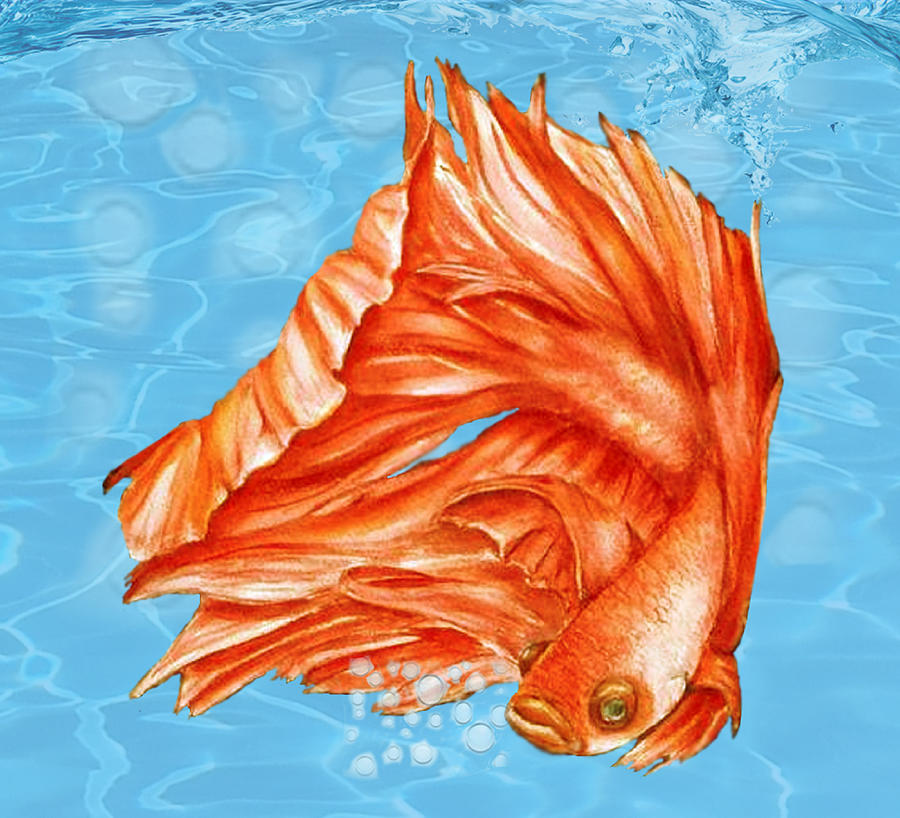 Orange Betta Fish  Mixed Media by Kelly Mills