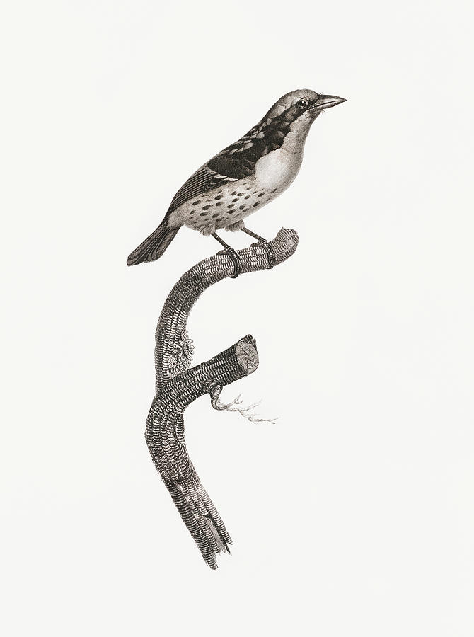 Jacques Barraband Digital Art - Orange Billed Sparrow -   Vintage Bird Illustration - Birds Of Paradise - Jacques Barraband  by Studio Grafiikka