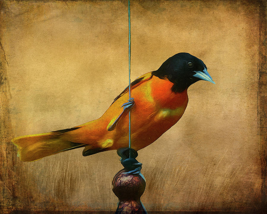Orange Bird Photograph by Cathy Kovarik