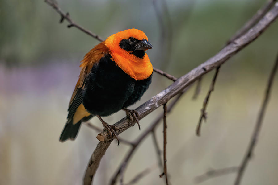 Orange Bishop Passerine Bird Photograph by Artur Bogacki