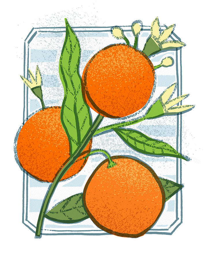 Orange Bistro Citrus Botanical Art - Art by Jen Montgomery Painting by Jen Montgomery