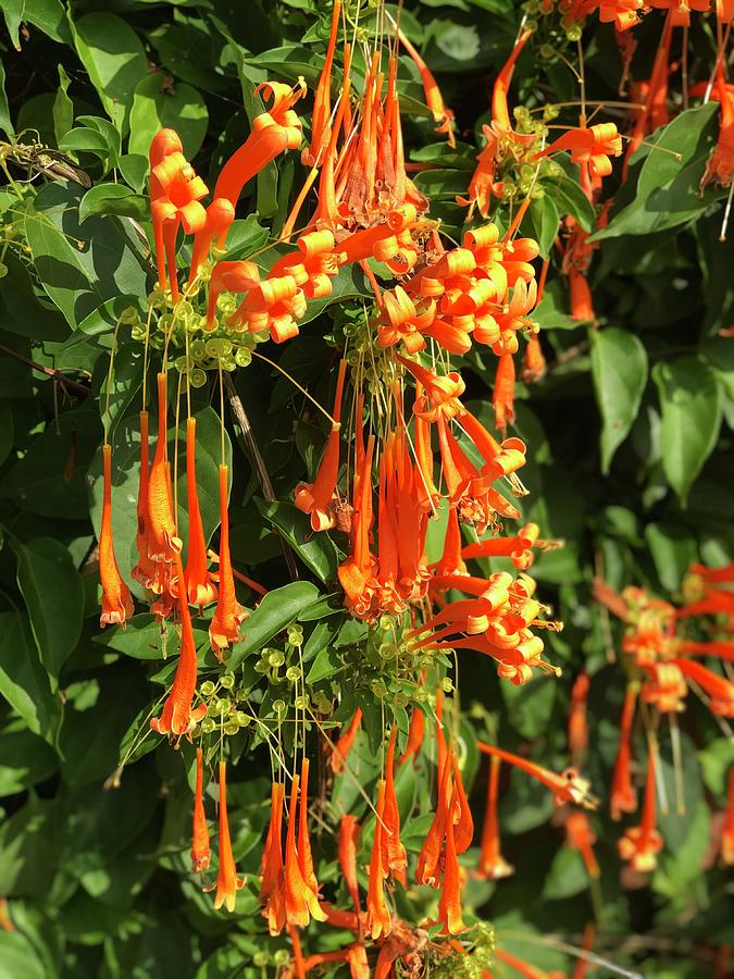 Orange Bloom Photograph by Kalunda Janae Hilton