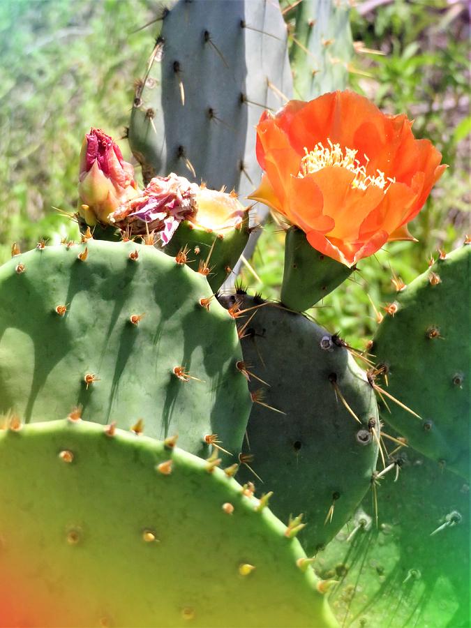 Orange Bloom Of A Cactus Photograph