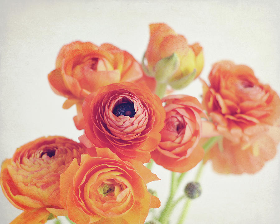 Orange Blooms Photograph by Lupen Grainne