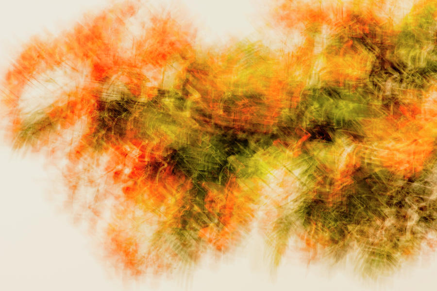 Orange Blossom Abstract Photograph