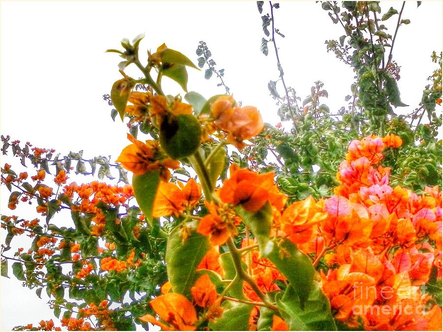 Orange Blossom Photograph by Callie E Austin
