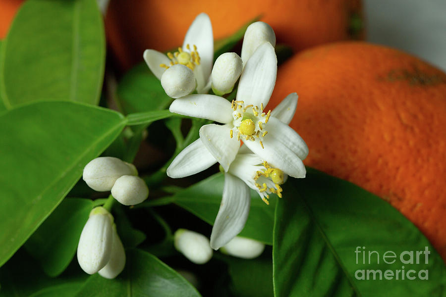 Image of Close-up of orange blossom flowers