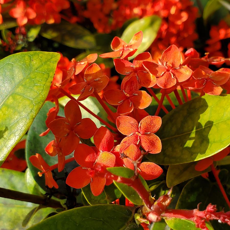 Orange blossoms Photograph by Regina Floyd - Fine Art America