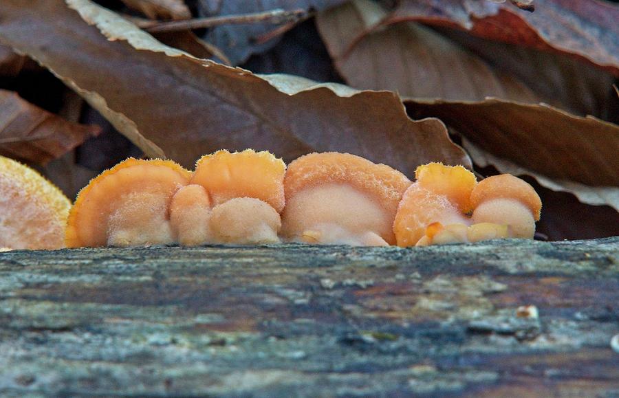 Orange Bracket Fungi Along A Log Photograph