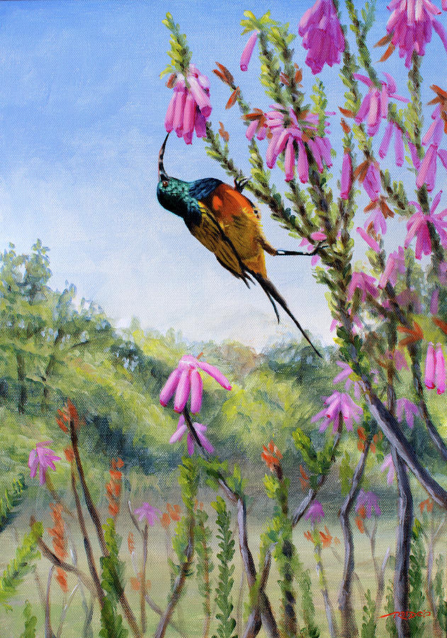 Orange-breasted Sunbird Painting by Christopher Reid