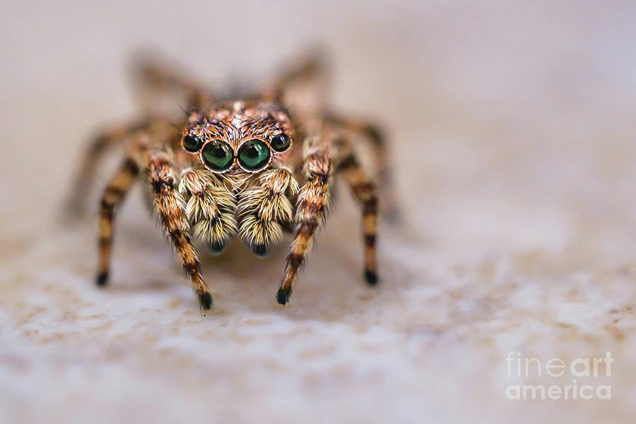 Orange-Brown Jumping Spider, Macro Photograph Photograph by Stephen Geisel