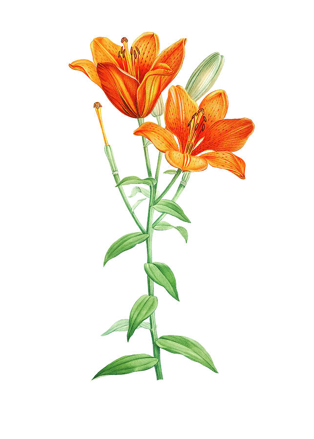 Orange Bulbous Lily Drawing