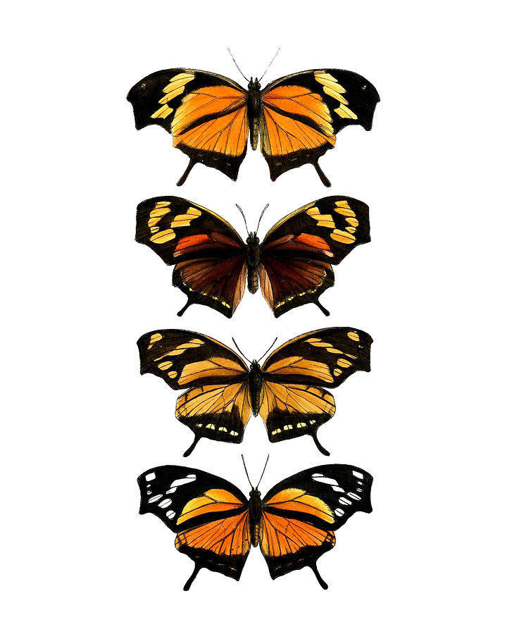 Orange Butterfly Chart Digital Art by Madame Memento