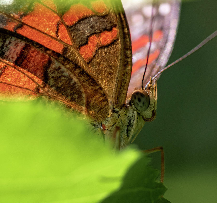 Orange Butterfly Closeup Photograph by Brian Howerton