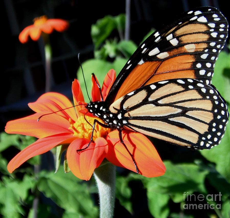 Orange Butterfly Flower 3 Photograph by GJ Glorijean