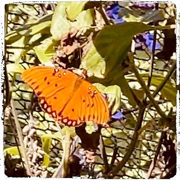 Orange Butterfly  Digital Art by Kathleen Boyles