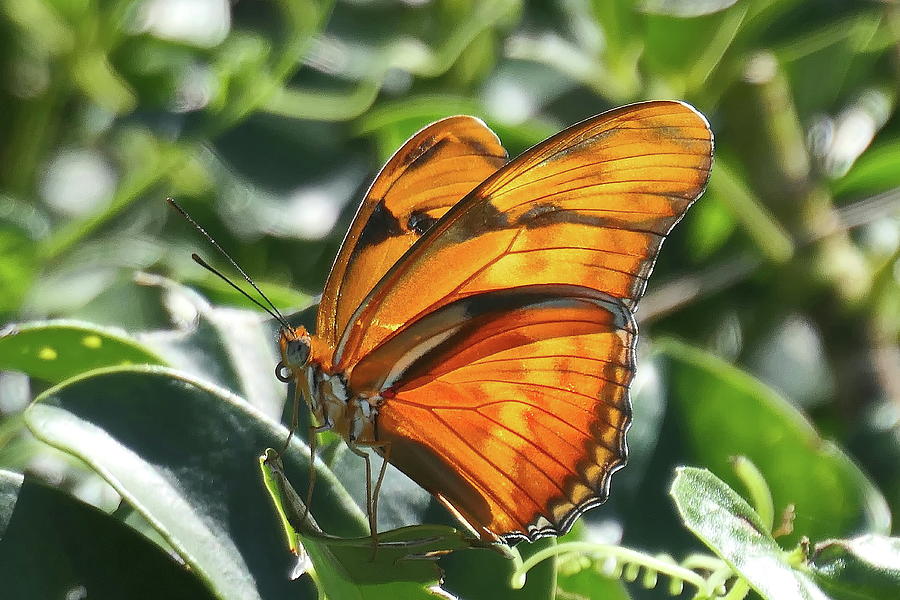 Orange Butterfly Photograph by Lyuba Filatova