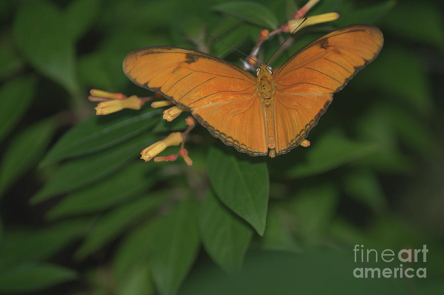 Nature Photograph - Orange Butterfly by Mike Cicero