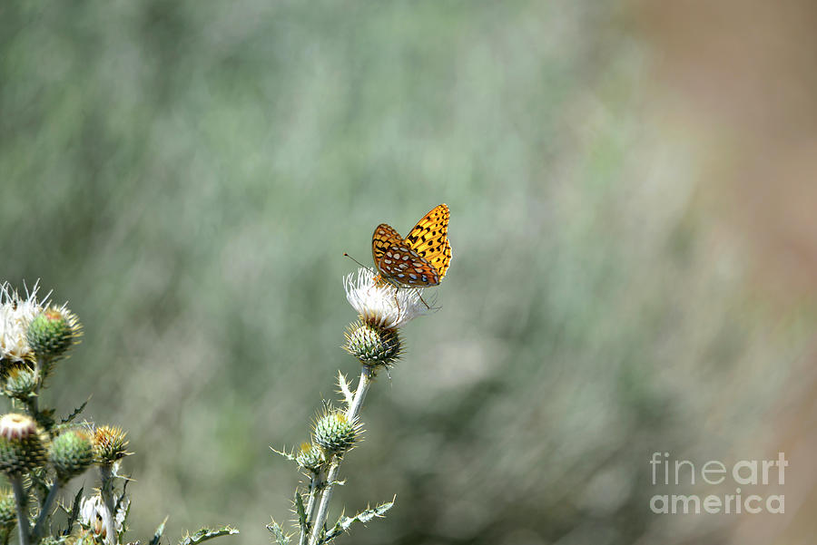 Orange Butterfly on a Thistle Photograph by Denise Bruchman