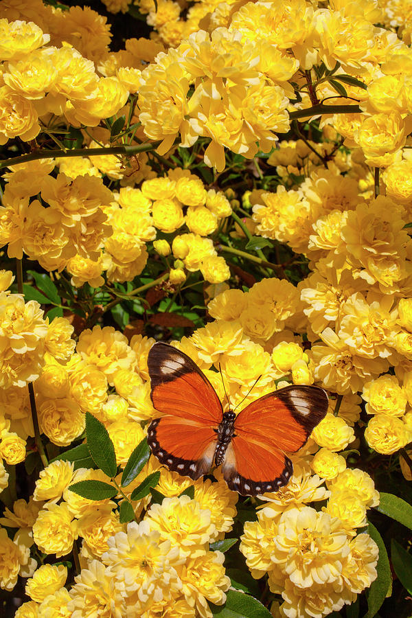 Orange Butterfly On Climbing Roses Photograph by Garry Gay