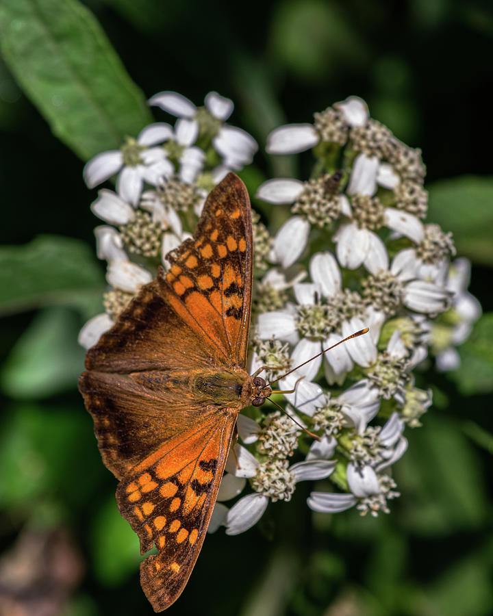 Orange Butterfly on White Flowers Photograph by Kenneth Everett
