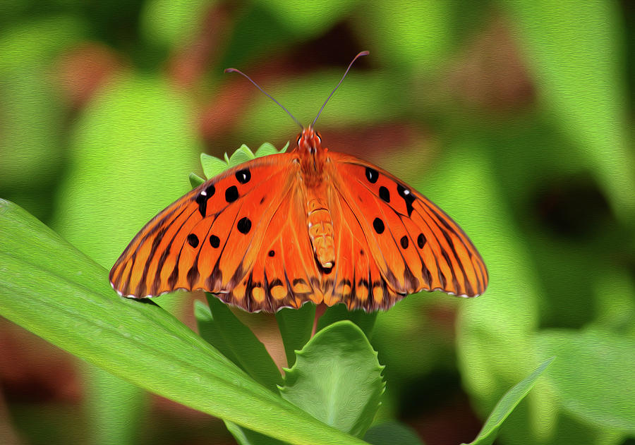 Orange Butterfly Photograph by Robert Blandy Jr