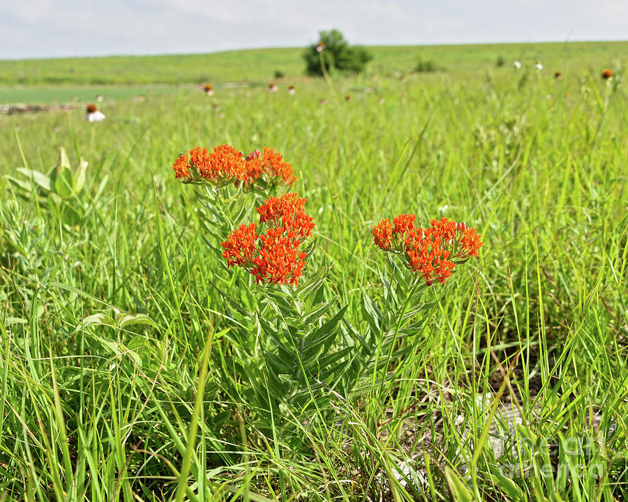 Orange Butterfly Weed Photograph by Catherine Sherman