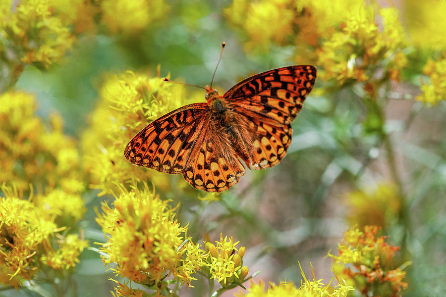 Orange Butterfly Yellow Flowers Photograph by Todd Klassy