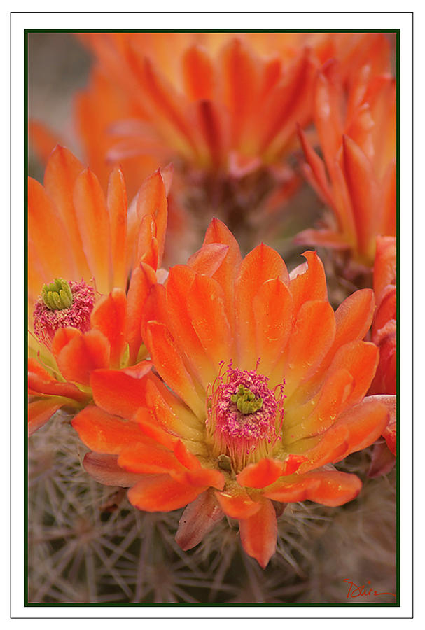 Orange Cactus Photograph by Peggy Dietz