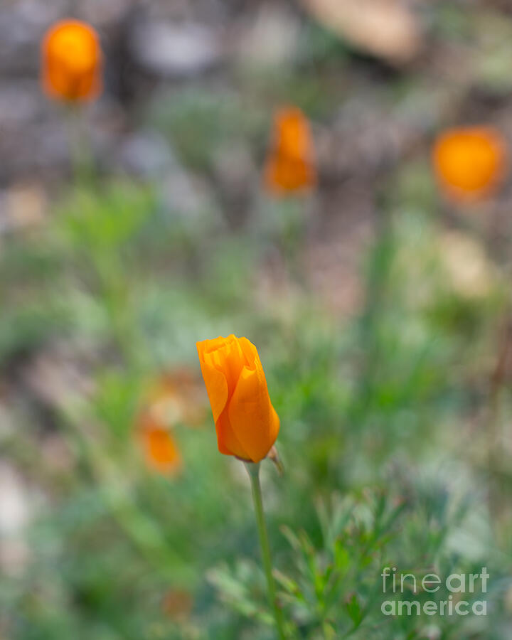 Orange California Poppy Photograph by Laura L Leatherwood