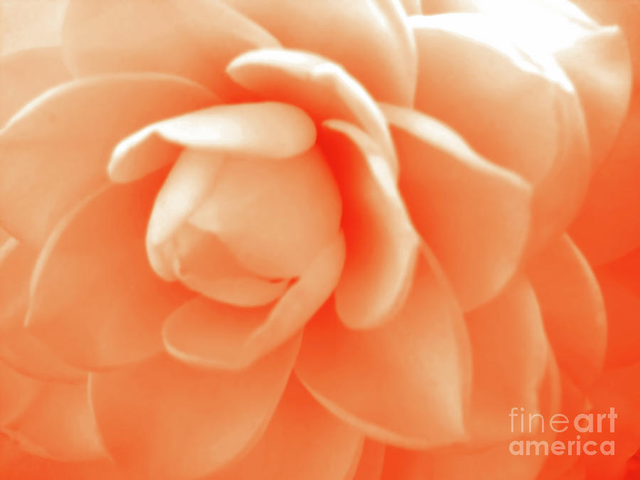 Orange Camellia Photograph by D Hackett